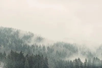 Fototapeta “Zielono mi” — wzór z bliska