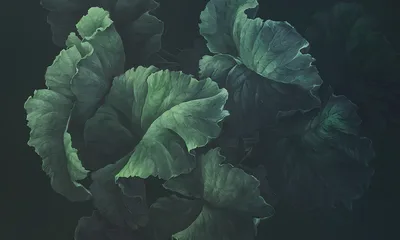 Green lush — wzór z bliska