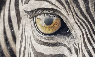 Zebra gaze — wzór z bliska