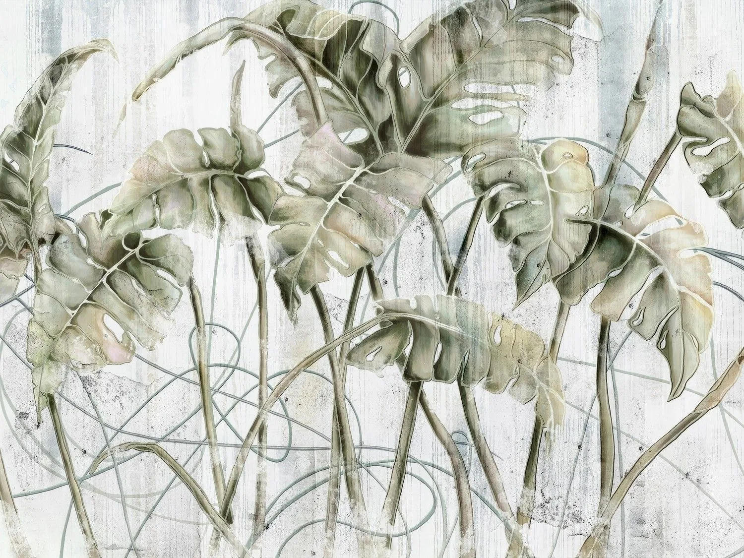 Monstera 1
