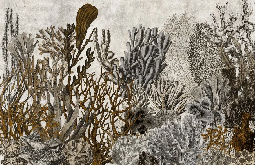 Coral 2