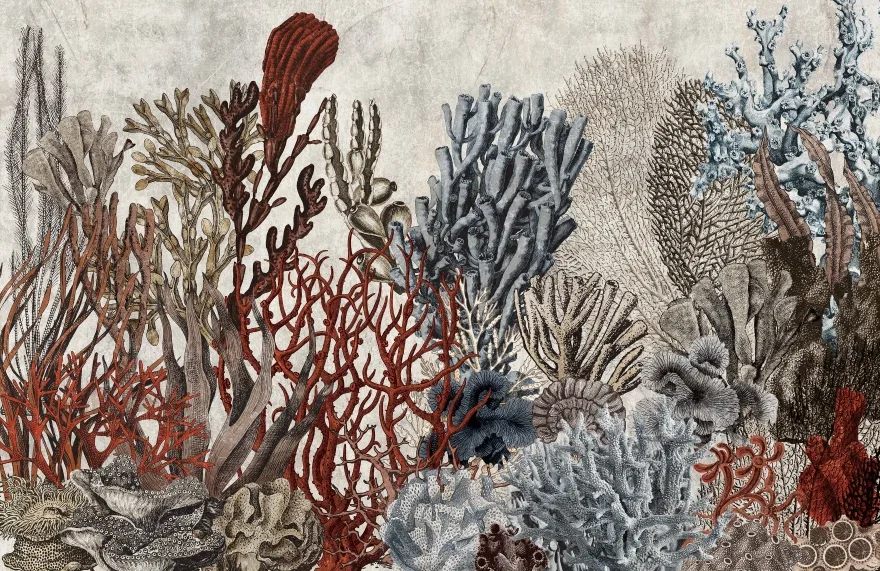 Coral 4