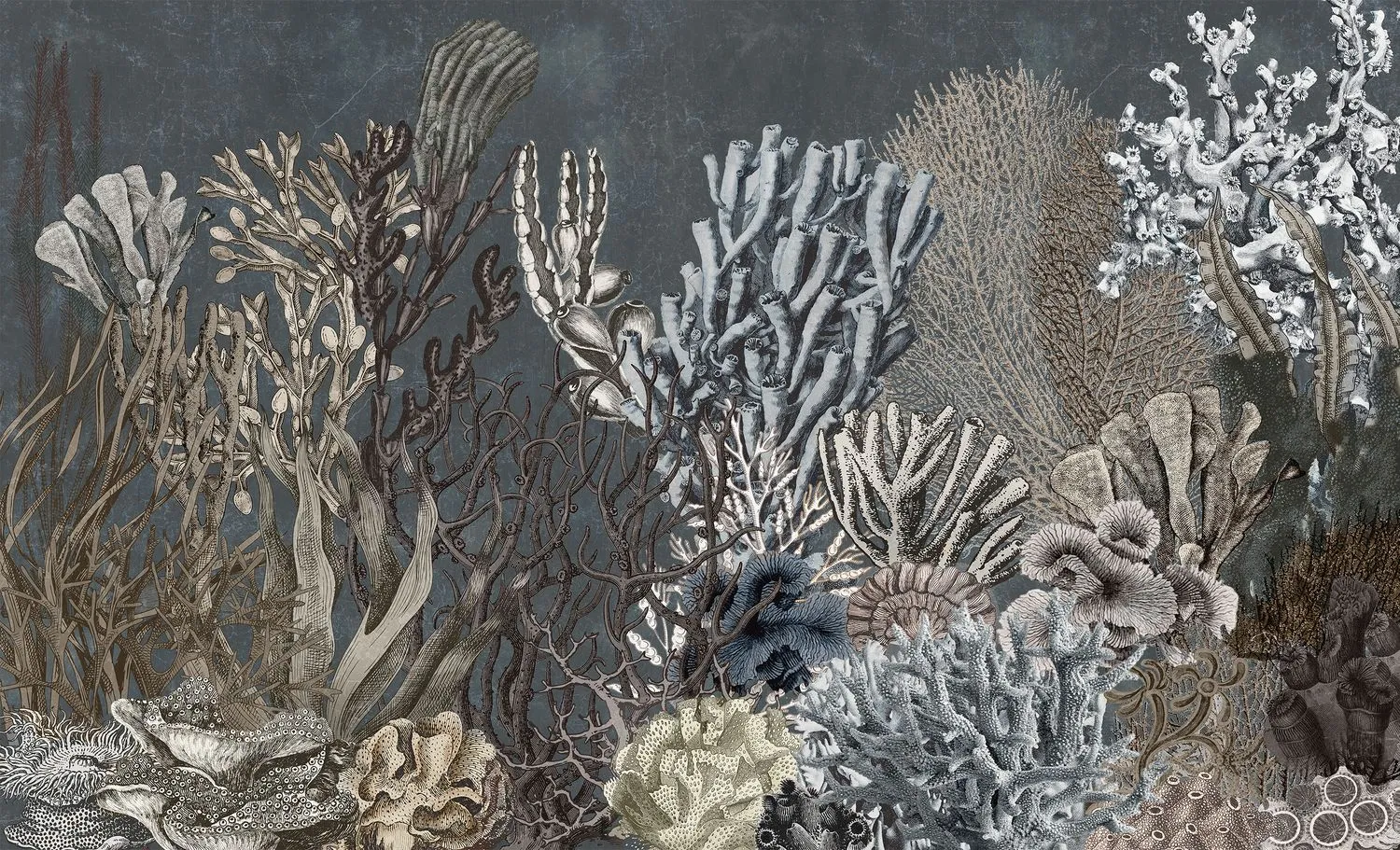 Coral 8