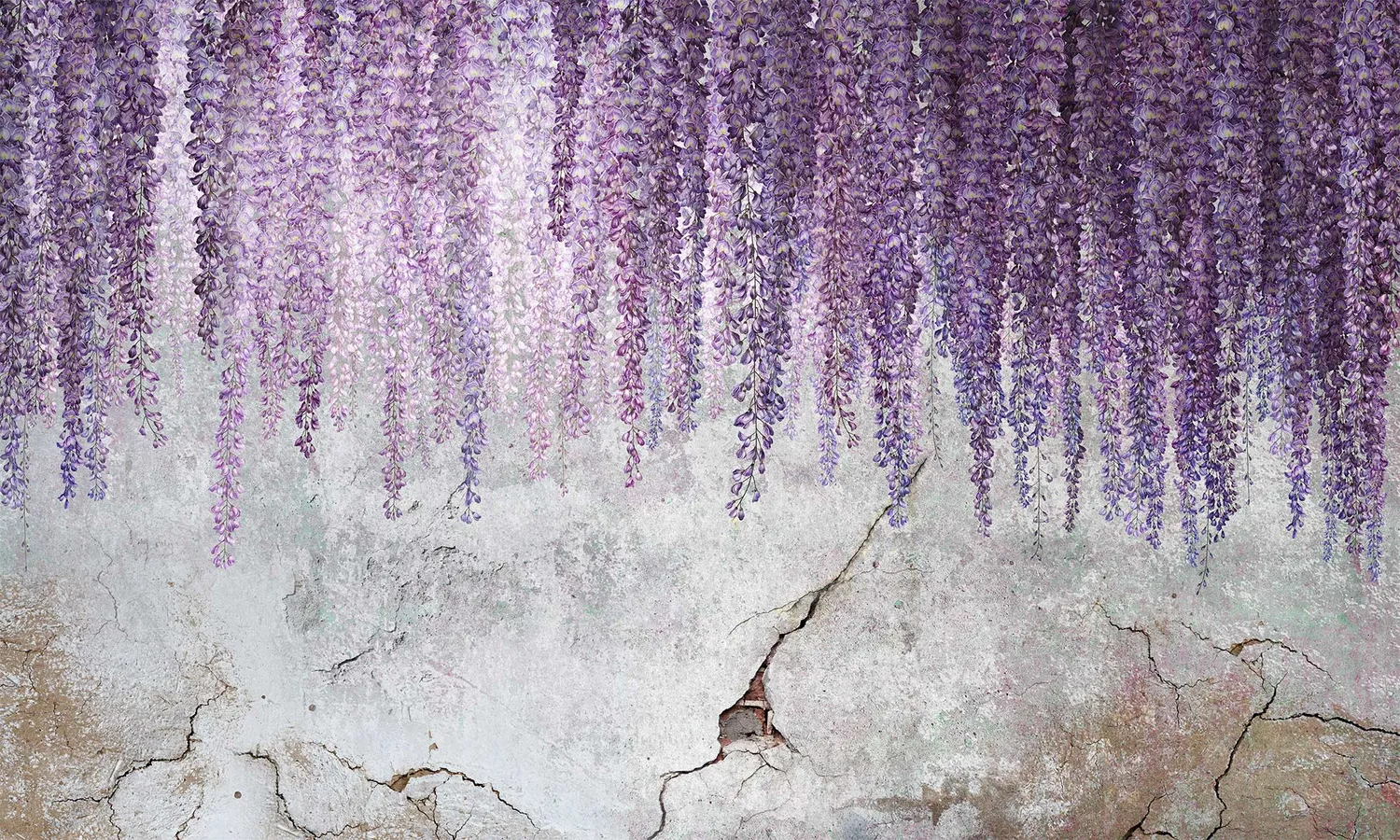 Wisteria 3